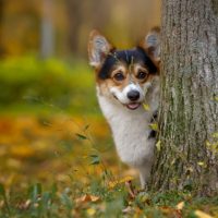 Вельш корг выглядывает ыз-зы дерева