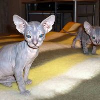 Два серьёзных котёнка