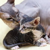 Кошка с котёнком