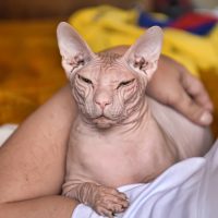 Донской сфинкс отдыхает