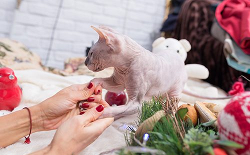 Женщина играет с кошкой