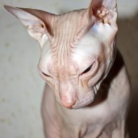 Насупленный донской сфинкс