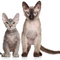 Два позирующих котёнка