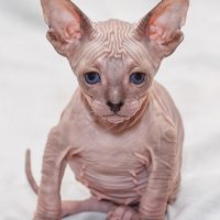 Сердитая кошечка