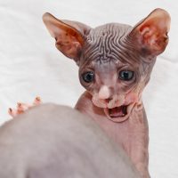 Ушастый котёнок разыгрался