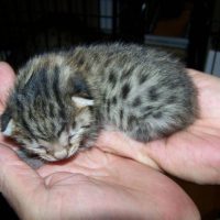 Маленький котенок породы египетская мау