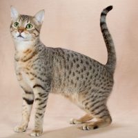 Красивая кошка породы египетская мау