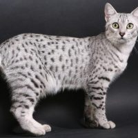 Красивый полосатый кот
