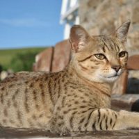 Кот лежит на солнышке