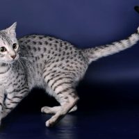 Кот породы египетская мау на синем фоне