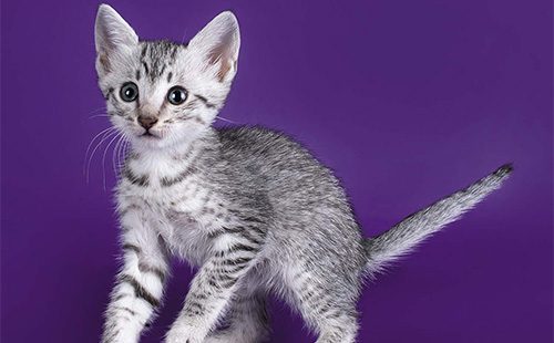 Котенок египетской мяй