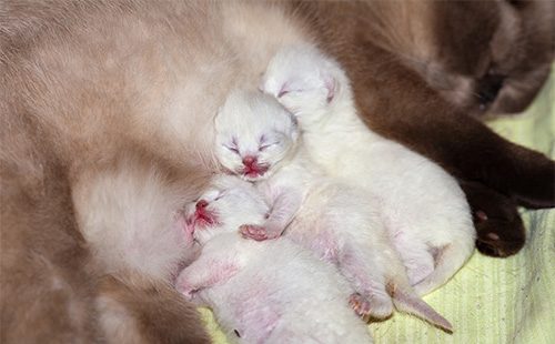Номорожденный помет котов