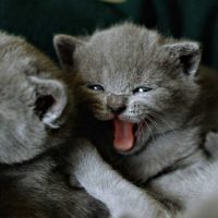 Котята картезианской породы