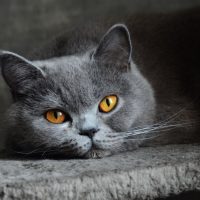 Серый Шартрез крупным планом