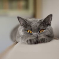 Серый шартрез лежит на диване