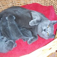 Картезианская кошка с котятами
