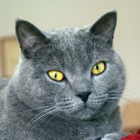 Голова картезианского кота