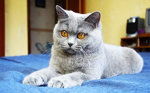 Картезианская кошка лежит на кровати