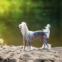 Китайская хохлатая собака стоит на фоне озера