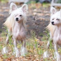 Две милые китайские хохлатые