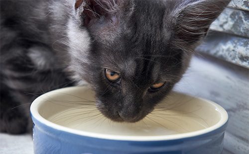 Кот пьет воду