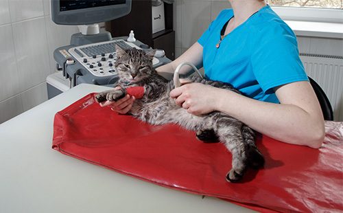 Беременной кошке делают УЗИ