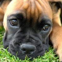 Немецкий боксер положил готову на траву