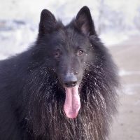 Грюнендаль с заиндевевшей шерстью