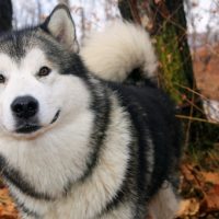 Большой красивый пес