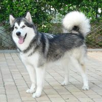 Аляскинский маламут во дворе