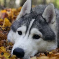 Аляскинский маламут лежит в опавших листьях