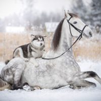 Аляскинский маламут на коне