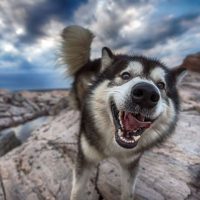 Аляскинский маламут крупным планом