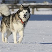Аляскинский маламут в снегах