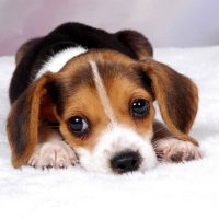 Щенок бигля лежит