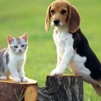 Бигль с кошкой на пеньках