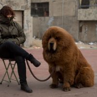 Тибетский мастиф с хозяйкой
