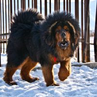 Тибетский мастиф на снегу