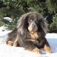 Тибетский маститф лежит на снегу