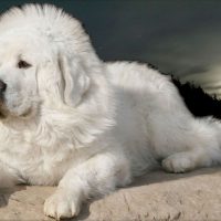 Тибетский мастиф белого окраса