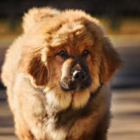 Молодой пес тибетский мастиф