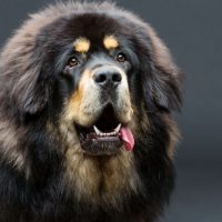 Красивый тибетский мастиф крупным планом