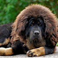 Большая сторожевая собака мастиф