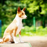 Басенджи сидит на улице