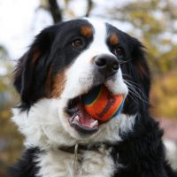 Бернский зенненхунд играет с мячиком