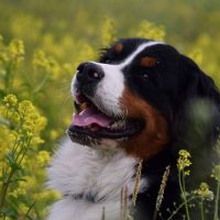 Бернский зенненхунд крупным планом