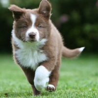 Щенок бордер-колли