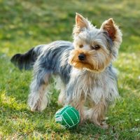 Маленький йорк играет с мячиком