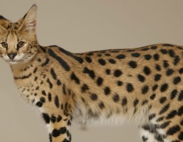 Самые большие домашние кошки — топ 20 пород