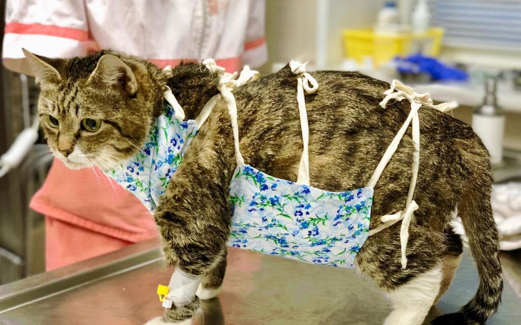 https://murkoshka.ru/wp-content/uploads/sterilizaciya-1.jpg